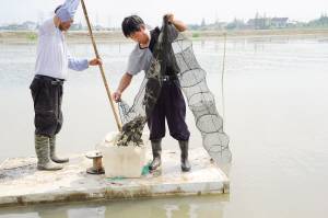 蟹农线上线下卖蟹忙