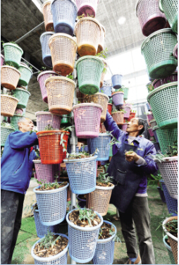 立体栽培  产量提高超5倍