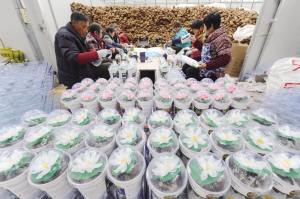 350万株水生植物出口欧美市场