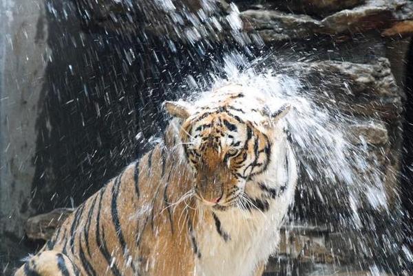 我是冷水王